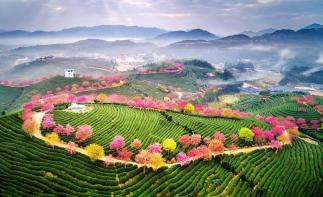 廈門集合6日福建省內(nèi)自駕游：漳洲櫻花-福建土樓-汀洲古城6日休閑自駕游自駕游