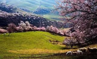 喀什集合7日南疆落地自驾：杏花沟-喀什-慕士塔格峰-丝绸之路7日南疆风情自驾游自驾游