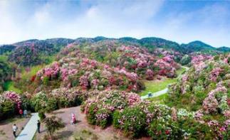 北京出發(fā)西安貴州廣西13日自駕游：百里杜鵑-黃果樹瀑布-龍脊梯田自駕游自駕游