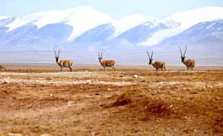 山東出發(fā)到西北12日自駕游：茶卡鹽湖-九層妖塔-王母瑤池-可可西里12日自駕游自駕游