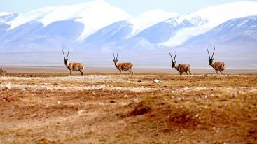 山东出发到西北12日自驾游：茶卡盐湖-九层妖塔-王母瑶池-可可西里12日自驾游-推荐