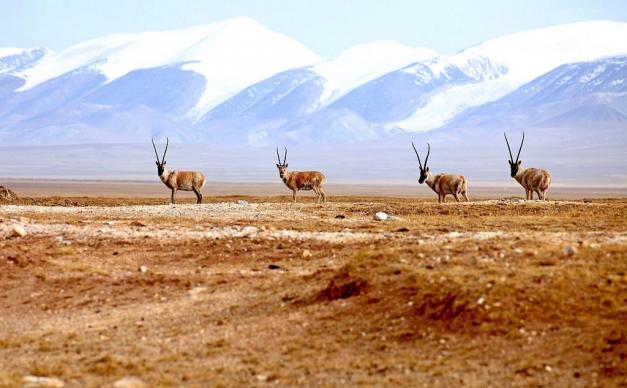 山东出发到西北12日自驾游：茶卡盐湖-九层妖塔-王母瑶池-可可西里12日自驾游
