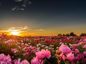 北京出发山东3日自驾游：阳谷县狮子楼、菏泽曹州牡丹园、东平水浒城3日自驾