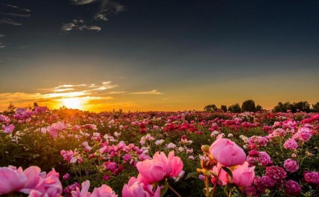 北京出发山东3日自驾游：阳谷县狮子楼、菏泽曹州牡丹园、东平水浒城3日自驾