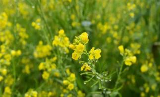 武汉出发湖北周边自驾游：江西婺源-江岭油菜花-思溪延村3日赏花游自驾游