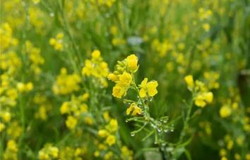 武漢出發(fā)湖北周邊自駕游：江西婺源-江嶺油菜花-思溪延村3日賞花游-游推薦