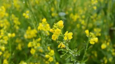 武汉出发湖北周边自驾游：江西婺源-江岭油菜花-思溪延村3日赏花游-推荐