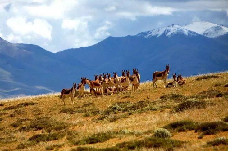 成都出发西藏13日自驾游：拉萨-可可西里-青海湖自驾青藏线之旅自驾游
