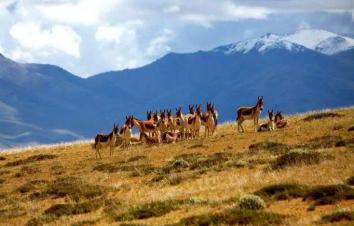 成都出发西藏13日自驾游：拉萨-可可西里-青海湖自驾青藏线之旅-游推荐