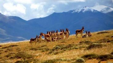 成都出发西藏13日自驾游：拉萨-可可西里-青海湖自驾青藏线之旅-推荐