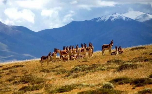 成都出发西藏13日自驾游：拉萨-可可西里-青海湖自驾青藏线之旅