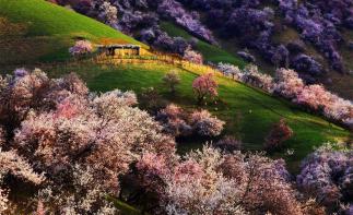 新疆乌鲁木齐集合8日伊犁自驾游：安集海大峡-赛里木湖-博斯腾湖-伊犁杏花沟8日环线伊犁自驾游