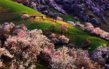 新疆乌鲁木齐集合8日伊犁自驾游：安集海大峡-赛里木湖-博斯腾湖-伊犁杏花沟8日环线伊犁-游推荐