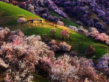 新疆乌鲁木齐集合8日伊犁自驾游：安集海大峡-赛里木湖-博斯腾湖-伊犁杏花沟8日环线伊犁