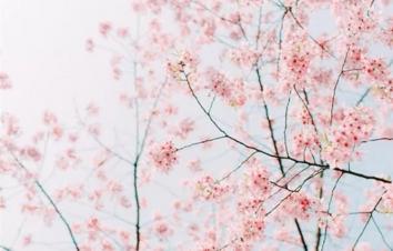 江苏出发到句容1日自驾游：浮山樱花园-草莓采摘1日自驾游-游推荐