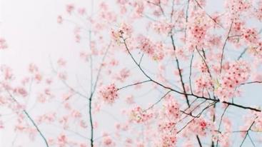 江苏出发到句容1日自驾游：浮山樱花园-草莓采摘1日自驾游-推荐