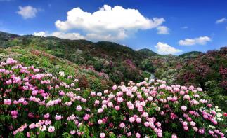 湖南出发贵阳3日自驾游:赏百里杜鹃-平坝樱花3日湖南周边赏花自驾游自驾游