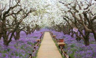 北京出發(fā)江蘇上海6日自駕游：三臺(tái)梨蘭會(huì)、嵊泗列島、花果山6日自駕自駕游