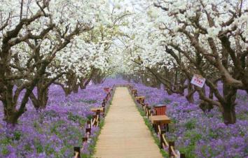 北京出发江苏上海6日自驾游：三台梨兰会、嵊泗列岛、花果山6日自驾-游推荐