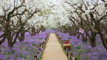 北京出发江苏上海6日自驾游：三台梨兰会、嵊泗列岛、花果山6日自驾-推荐