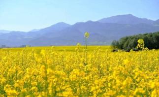 北京周边2日游：衡水湖、周家庄、洪福寺河北2日自驾自驾游