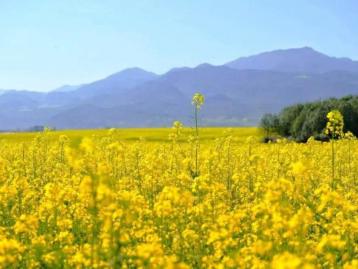 北京周邊2日游：衡水湖、周家莊、洪福寺河北2日自駕
