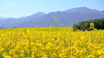 北京周边2日游：衡水湖、周家庄、洪福寺河北2日自驾-推荐