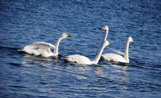北京出發(fā)山東3日自駕游：玫瑰園、天鵝湖、天馬島、青州古城3日自駕自駕游