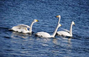 北京出发山东3日自驾游：玫瑰园、天鹅湖、天马岛、青州古城3日自驾-游推荐