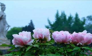 山东到河南3日自驾游：洛阳牡丹园-开封大宋武侠城-伏羲山红石林-经典山水3日自驾游自驾游