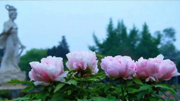 山东到河南3日自驾游：洛阳牡丹园-开封大宋武侠城-伏羲山红石林-经典山水3日自驾游-推荐