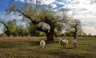 北京出发内蒙古3日自驾游：宝古图沙漠-孟家段国家湿地-怪柳林3日自驾自驾游