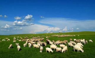 内蒙古呼伦贝尔大草原9日自驾游：莫尔道嘎-根河湿地-满洲里-呼伦湖9日草原林海自驾游自驾游