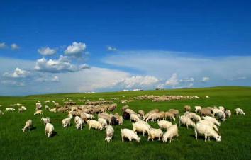 内蒙古呼伦贝尔大草原9日自驾游：莫尔道嘎-根河湿地-满洲里-呼伦湖9日草原林海自驾游-游推荐
