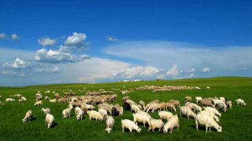 内蒙古呼伦贝尔大草原9日自驾游：莫尔道嘎-根河湿地-满洲里-呼伦湖9日草原林海自驾游-推荐