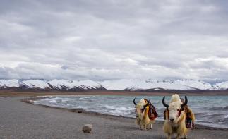 成都出发川藏新藏25日自驾游：羊卓雍措-古格王朝遗址-独库公路-巴音布鲁克-塔克拉玛干沙漠25日大环自驾游
