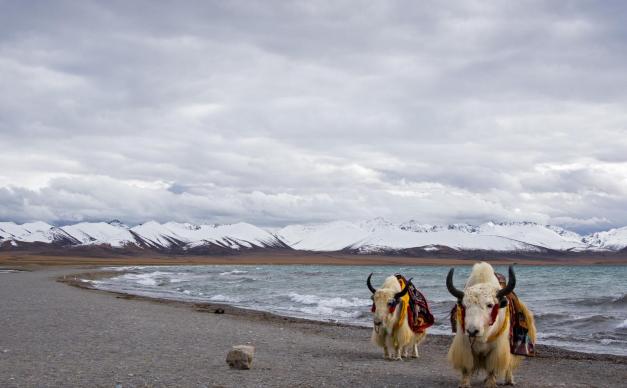 成都出发川藏新藏25日自驾游：羊卓雍措-古格王朝遗址-独库公路-巴音布鲁克-塔克拉玛干沙漠25日大环线自驾游