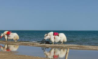 西安出發(fā)青海6日自駕游：青海湖+門源油菜花+茶卡鹽湖+塔爾寺6日自駕游自駕游
