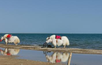 西安出發(fā)青海6日自駕游：青海湖+門源油菜花+茶卡鹽湖+塔爾寺6日自駕游-游推薦