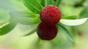 武汉出发金华4天自驾：龙游石窟-神仙居景区-横溪杨梅采摘园4天自驾游-推荐