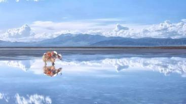 北京出发青海10自驾游：门源油菜花-青海湖-茶卡盐湖-卓尔山10日自驾-推荐