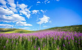 北京出发锡林郭勒3日自驾游：金莲川赏花节-百车自驾穿越-千里草原风景大道3日草原自驾游自驾游