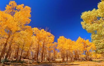 北京出发青海额济纳13日自驾游：青海湖-莫高窟-嘉峪关-胡杨林13日自驾-游推荐