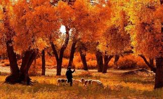 北京出發(fā)額濟(jì)納9日自駕游：大美胡楊林、敦煌莫高窟、雅丹、張掖丹霞、定邊鹽城西北環(huán)線自駕9日自駕游