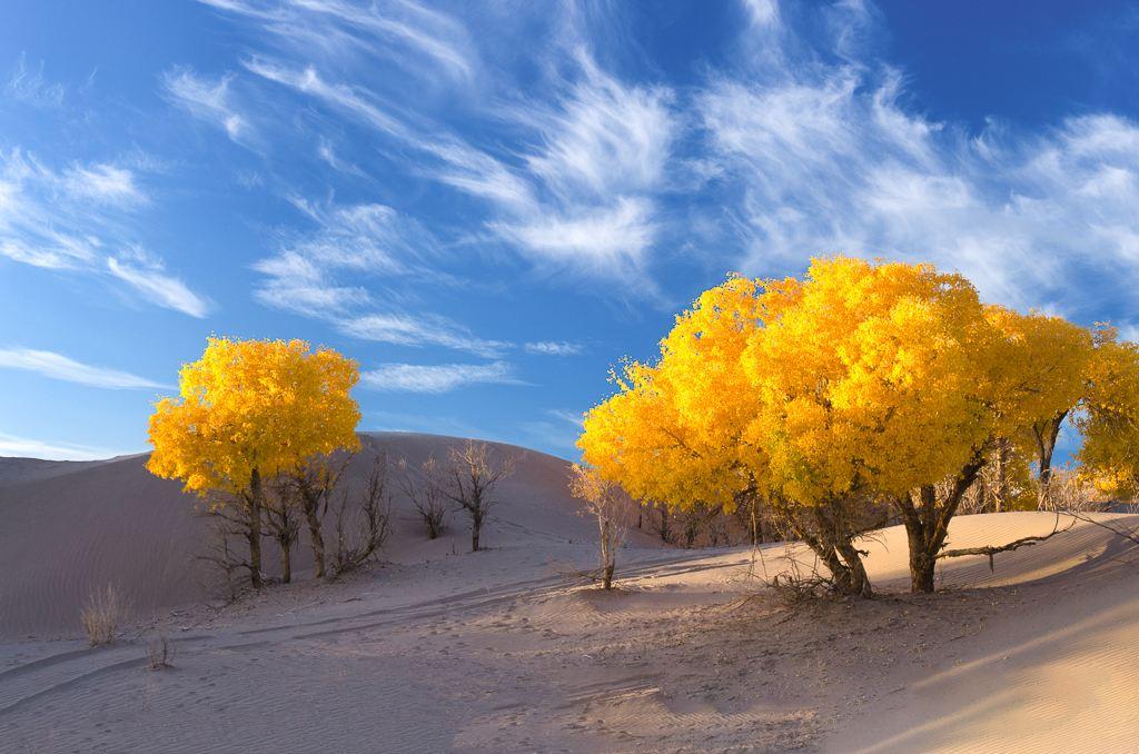 北京出发内蒙额济纳旗8日自驾游：胡杨林-黑水城-波浪谷8日西北自驾游自驾游