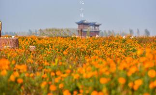 江蘇泰州1日自駕游：興化千垛賞菊-李中水上森林公園1日品蟹美食自駕游自駕游