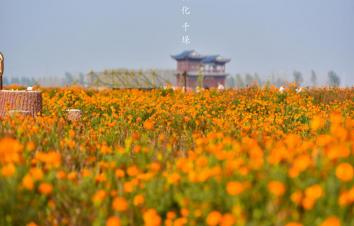 江苏泰州1日自驾游：兴化千垛赏菊-李中水上森林公园1日品蟹美食自驾游-游推荐