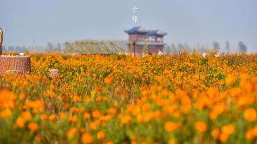 江苏泰州1日自驾游：兴化千垛赏菊-李中水上森林公园1日品蟹美食自驾游-推荐