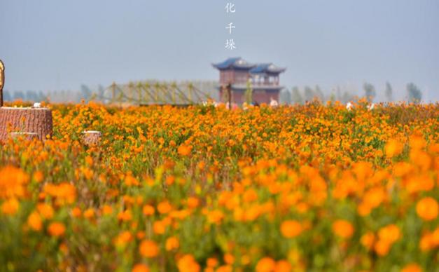 江苏泰州1日自驾游：兴化千垛赏菊-李中水上森林公园1日品蟹美食自驾游