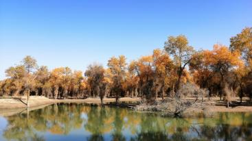 乌鲁木齐集合11日金秋南疆落地自驾游：博斯腾湖-塔里木胡杨林-喀什老城-克孜尔千佛洞11日自驾游-推荐